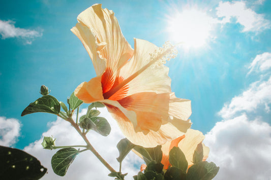 Celebrating World Sun Day: Honoring the Power That Fuels Life - Esottera