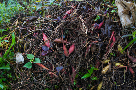 ♻️ Composting Education Day – May 29 - Esottera