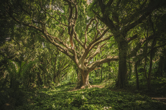 🌳 National Tree Day – August 6th: Celebrating the Earth’s Lifeline - Esottera