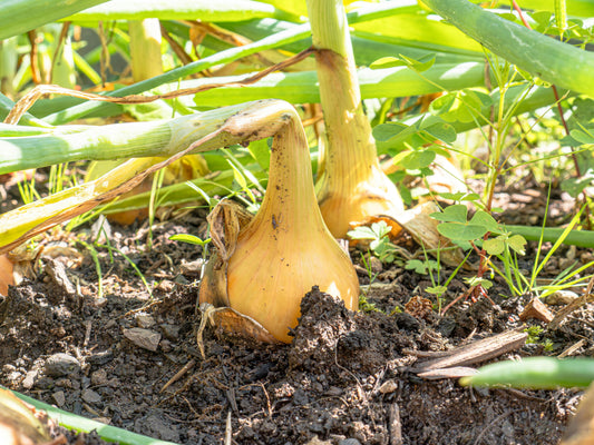 🌾 Regenerative Agriculture 101 - Esottera