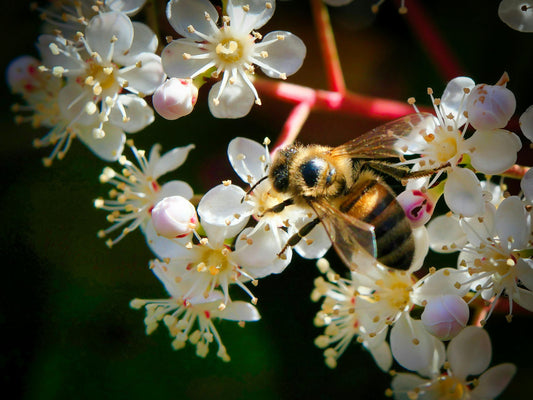 🌍 World Conservation Day – July 28th: Preserving Our Planet for Future Generations - Esottera