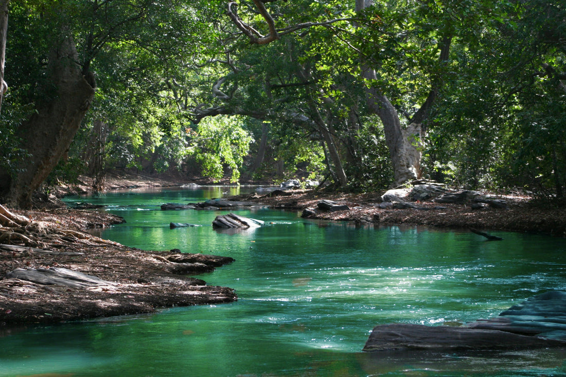 🌿 World Environment Day – June 5th - Esottera