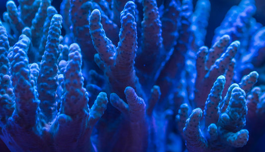 🪸 World Reef Awareness Day – June 1st - Esottera
