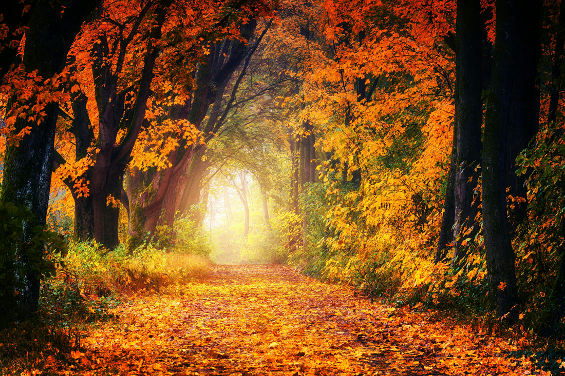 Crossing the Autumn Equinox: Carrying Balance Into October - Esottera
