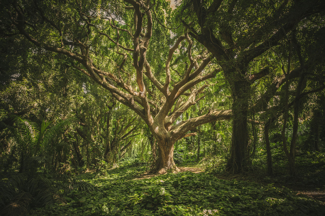 🌳 National Tree Day – August 6th: Celebrating the Earth’s Lifeline - Esottera