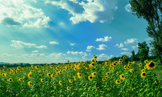 Nature Immersion Rewires the Brain for Sustainability - Summer Edition - Esottera