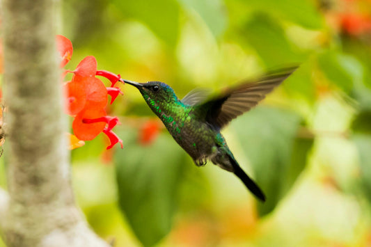 Nature Soundscapes: How Summer Sounds Restore Mind and Body - Esottera