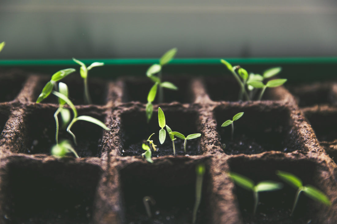 🌿 Plant Something Day – May 19th - Esottera