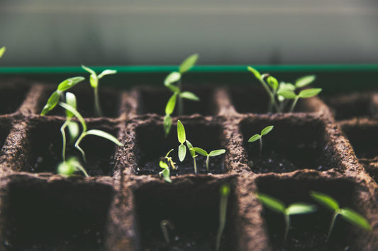 🌿 Plant Something Day – May 19th - Esottera