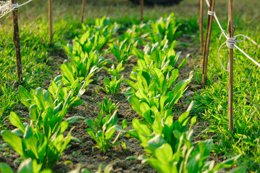 Regenerative Gardening: Late Summer Practices for Mind, Body, and Planet - Esottera