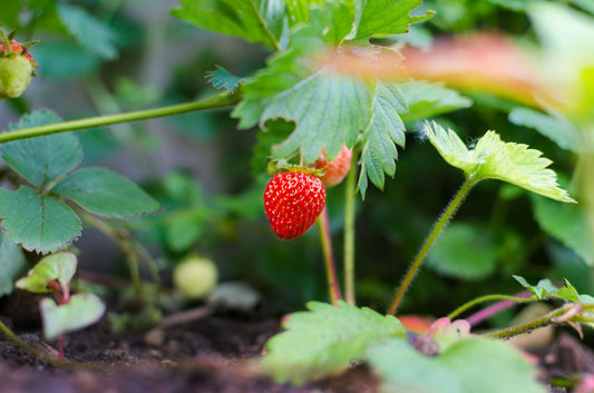 Regenerative Living: Beyond Sustainability to Renewal - Esottera