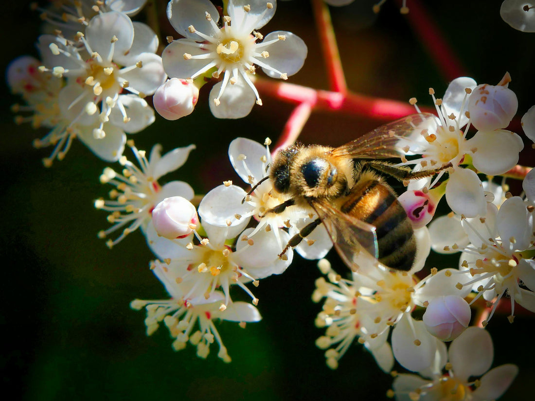 🌍 World Conservation Day – July 28th: Preserving Our Planet for Future Generations - Esottera