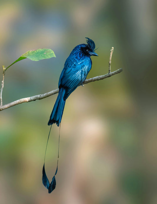 🌍 World Habitat Day – October 3rd: A Call to Action for Sustainable Living - Esottera