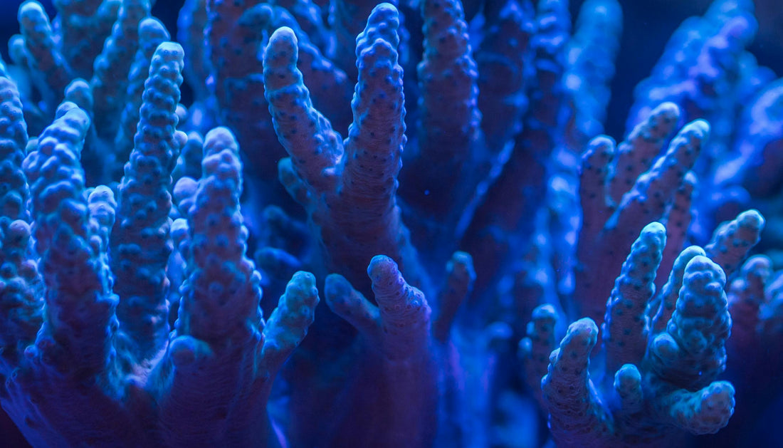 🪸 World Reef Awareness Day – June 1st - Esottera